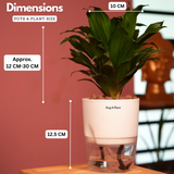 Dracaena Compacta - Live Plant (With Self-Watering Pot & Plant)
