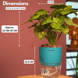 Syngonium Lemon - Live Plant (With Self-Watering Pot & Plant)
