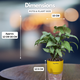 White Syngonium - Live Plant (With Self-Watering Pot & Plant)