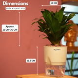 Dracaena Compacta - Live Plant (With Self-Watering Pot & Plant)