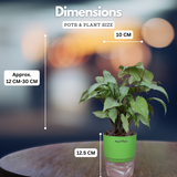 White Syngonium - Live Plant (With Self-Watering Pot & Plant)