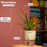 Mikado Snake Plant(Small)- Live Plant (With Self-Watering Pot & Plant)