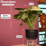 Syngonium Lemon - Live Plant (With Self-Watering Pot & Plant)