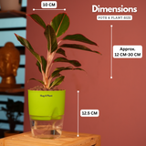 Aglaonema Lipstick - Live Plant (With Self-Watering Pot & Plant)