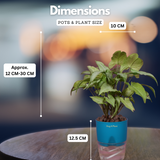 White Syngonium - Live Plant (With Self-Watering Pot & Plant)