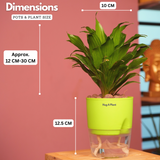Dracaena Compacta - Live Plant (With Self-Watering Pot & Plant)