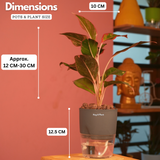 Aglaonema Lipstick - Live Plant (With Self-Watering Pot & Plant)