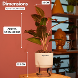 Aglaonema Lipstick - Live Plant (With Self-Watering Pot & Plant)