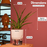 Mikado Snake Plant(Small)- Live Plant (With Self-Watering Pot & Plant)