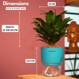 Dracaena Compacta - Live Plant (With Self-Watering Pot & Plant)