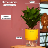 Dracaena Compacta - Live Plant (With Self-Watering Pot & Plant)