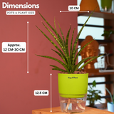 Mikado Snake Plant(Small)- Live Plant (With Self-Watering Pot & Plant)