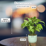 White Syngonium - Live Plant (With Self-Watering Pot & Plant)