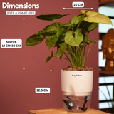 Syngonium Lemon - Live Plant (With Self-Watering Pot & Plant)