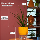 Mikado Snake Plant(Small)- Live Plant (With Self-Watering Pot & Plant)