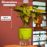 Syngonium Lemon - Live Plant (With Self-Watering Pot & Plant)