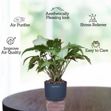 White Syngonium - Live Plant (With Self-Watering Pot & Plant)