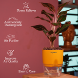 Aglaonema Lipstick - Live Plant (With Self-Watering Pot & Plant)