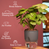 Syngonium Lemon - Live Plant (With Self-Watering Pot & Plant)