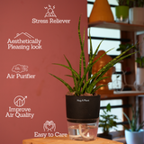 Mikado Snake Plant(Small)- Live Plant (With Self-Watering Pot & Plant)