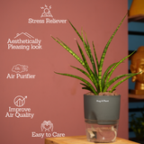 Mikado Snake Plant(Small)- Live Plant (With Self-Watering Pot & Plant)