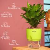 Dracaena Compacta - Live Plant (With Self-Watering Pot & Plant)