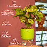 Syngonium Lemon - Live Plant (With Self-Watering Pot & Plant)