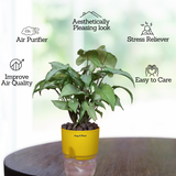 White Syngonium - Live Plant (With Self-Watering Pot & Plant)