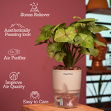 Syngonium Lemon - Live Plant (With Self-Watering Pot & Plant)