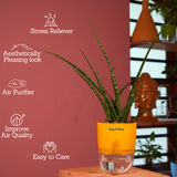 Mikado Snake Plant(Small)- Live Plant (With Self-Watering Pot & Plant)