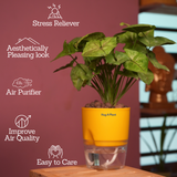 Syngonium Lemon - Live Plant (With Self-Watering Pot & Plant)