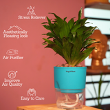 Dracaena Compacta - Live Plant (With Self-Watering Pot & Plant)