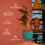 Aglaonema Lipstick - Live Plant (With Self-Watering Pot & Plant)