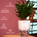 Dracaena Compacta - Live Plant (With Self-Watering Pot & Plant)