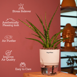 Mikado Snake Plant(Small)- Live Plant (With Self-Watering Pot & Plant)