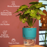 Syngonium Lemon - Live Plant (With Self-Watering Pot & Plant)
