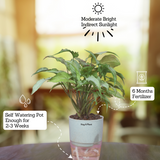 White Syngonium - Live Plant (With Self-Watering Pot & Plant)