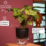 Syngonium Lemon - Live Plant (With Self-Watering Pot & Plant)