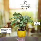 White Syngonium - Live Plant (With Self-Watering Pot & Plant)