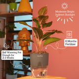 Aglaonema Lipstick - Live Plant (With Self-Watering Pot & Plant)