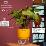 Syngonium Lemon - Live Plant (With Self-Watering Pot & Plant)