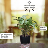 White Syngonium - Live Plant (With Self-Watering Pot & Plant)