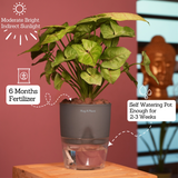 Syngonium Lemon - Live Plant (With Self-Watering Pot & Plant)