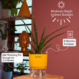 Mikado Snake Plant(Small)- Live Plant (With Self-Watering Pot & Plant)