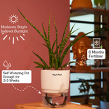 Mikado Snake Plant(Small)- Live Plant (With Self-Watering Pot & Plant)