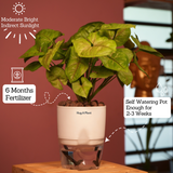 Syngonium Lemon - Live Plant (With Self-Watering Pot & Plant)