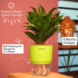 Dracaena Compacta - Live Plant (With Self-Watering Pot & Plant)