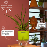 Mikado Snake Plant(Small)- Live Plant (With Self-Watering Pot & Plant)