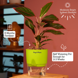 Aglaonema Lipstick - Live Plant (With Self-Watering Pot & Plant)
