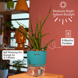 Mikado Snake Plant(Small)- Live Plant (With Self-Watering Pot & Plant)